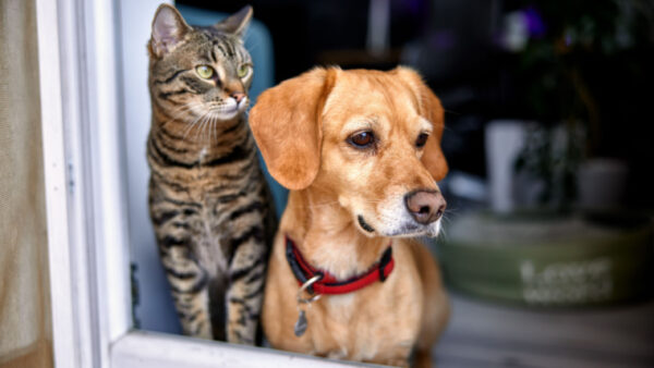 Mascotas-en-conjuntos-residenciales