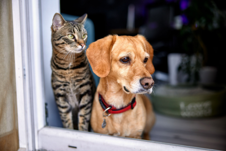 Mascotas-en-conjuntos-residenciales